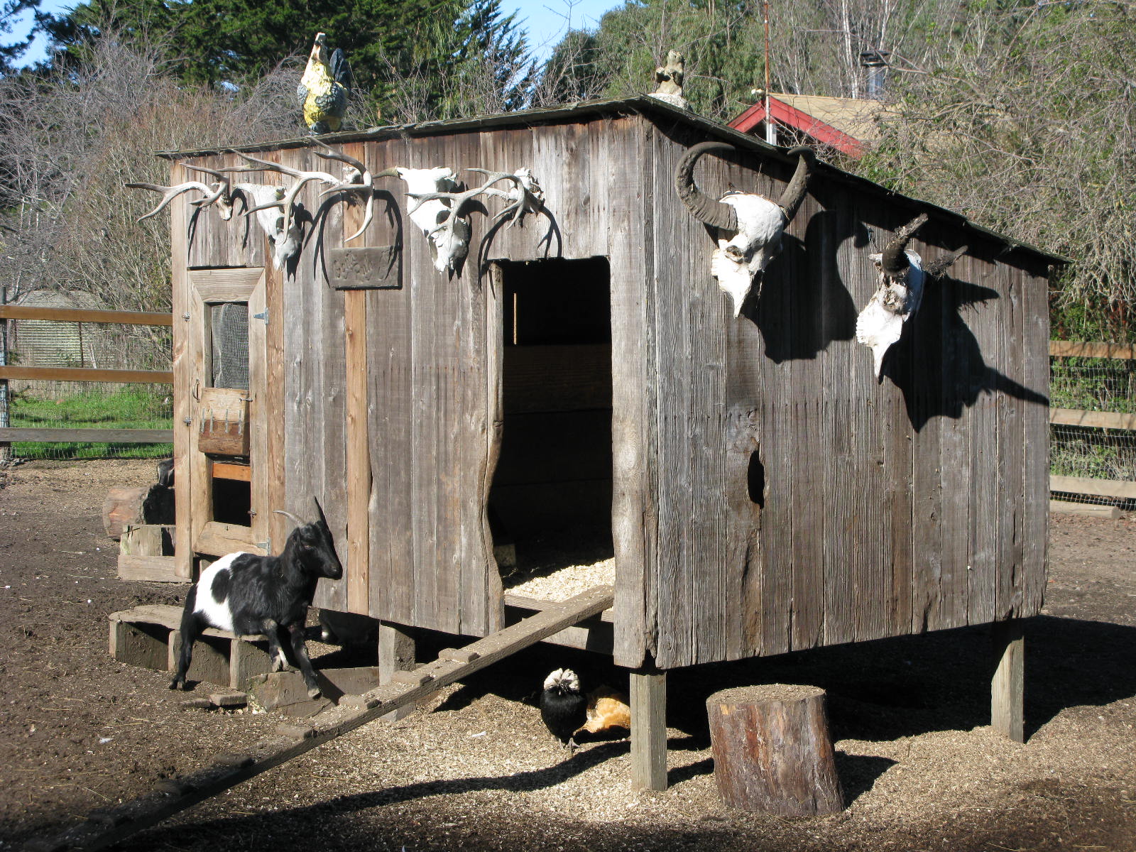 goatie shack snuggle