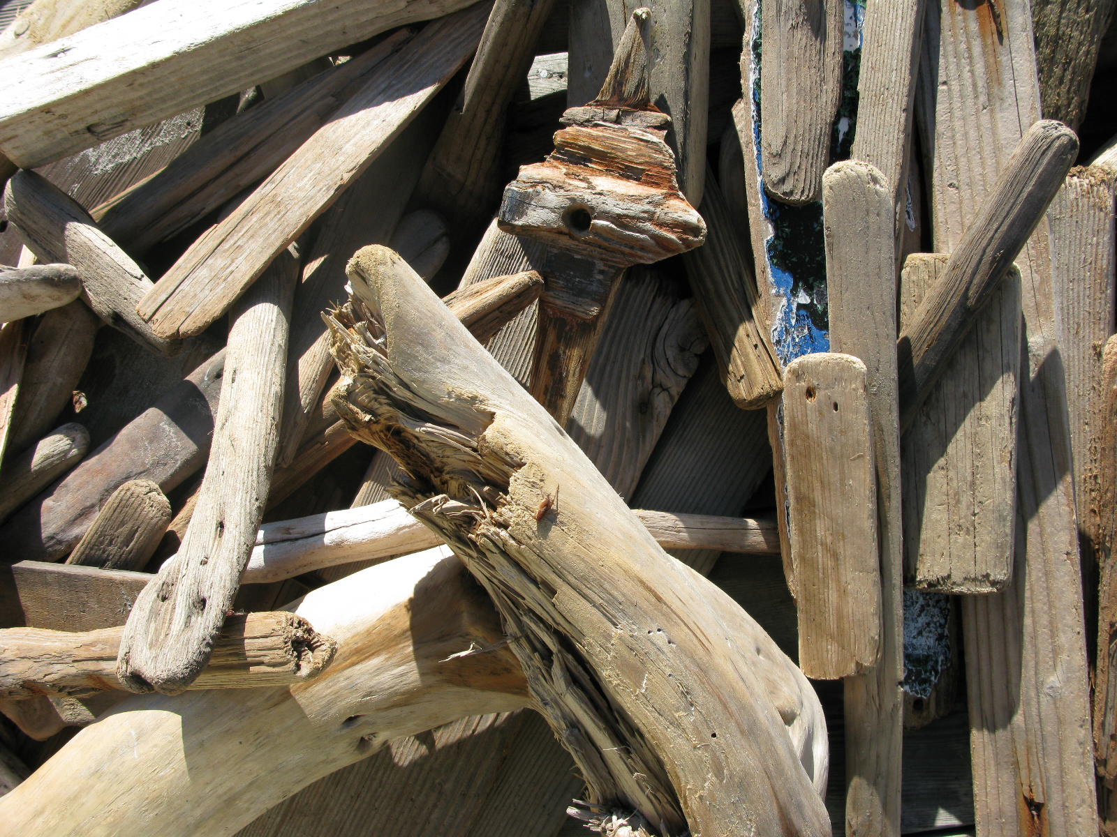 driftwood pile